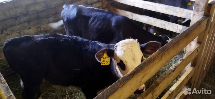 Телята доставка с выбором