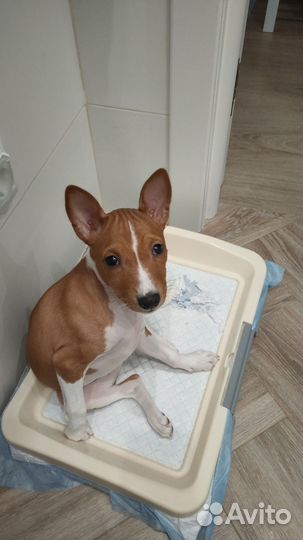 Щенки басенджи