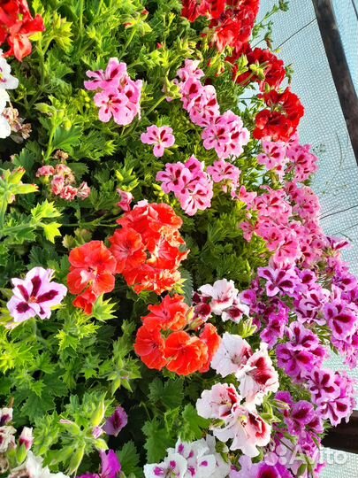 Королевская пеларгония