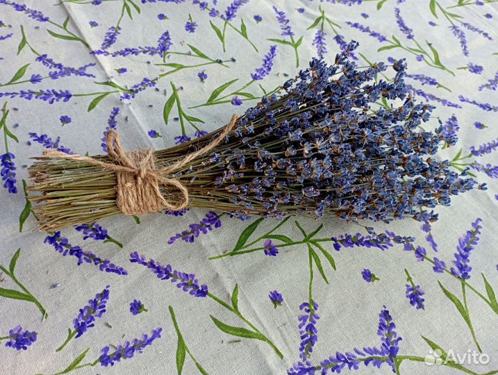Лаванда сухоцвет