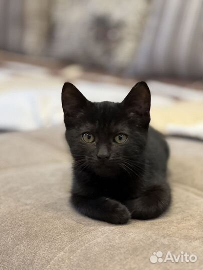 Котята мальчики