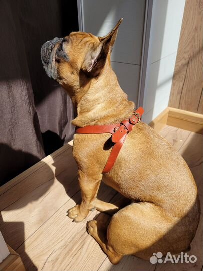 Шлейка для маленькой собаки