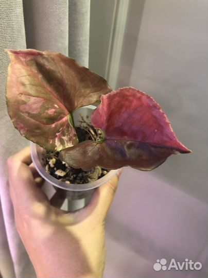 Сингониум клубничный лед galaxy