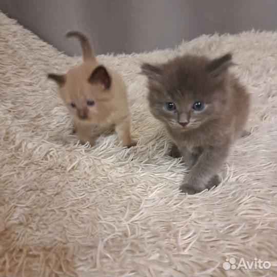 Котята в добрые руки 1 месяц