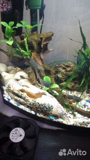 Анциструсы номерные, вуалевые