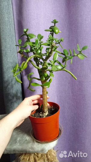 Комнатные растения разные