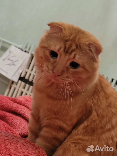 Отдам кота в добрые руки