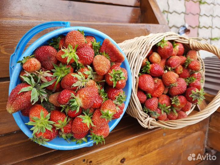 Рассада клубники