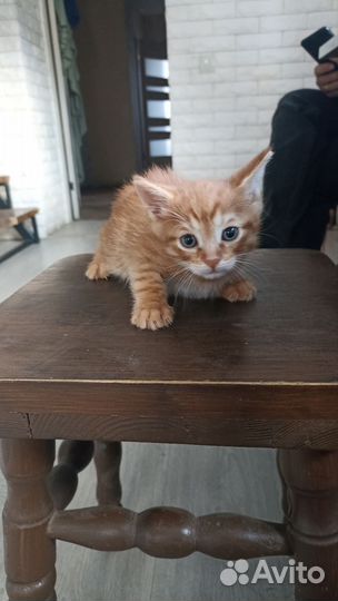 Кошка в дар