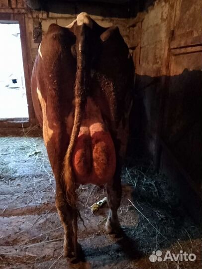 Корова высокоудойная