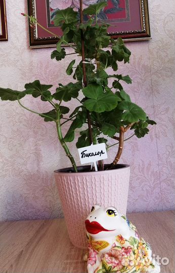 Пеларгония герань