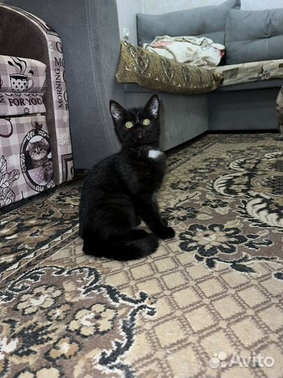 Котенок в добрые руки