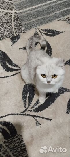 Прекрасные котята