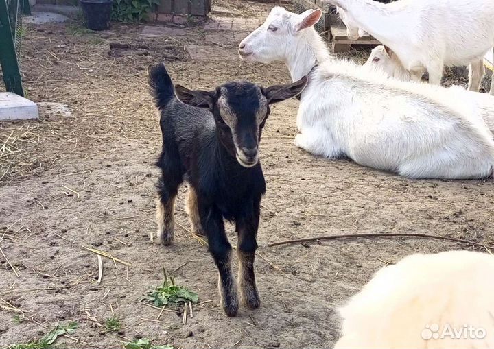 Камерунские козы