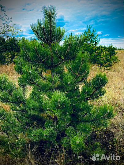 Сосна черная (Ногинск)