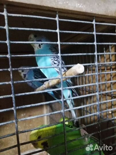 Волнистые попугаи домашнего разведения