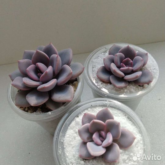 Граптоверия Дебби