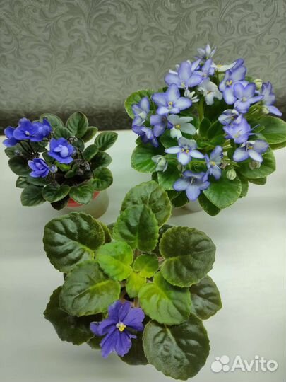 Фиалки мини и полумини