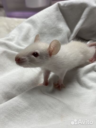 Крысята дамбо