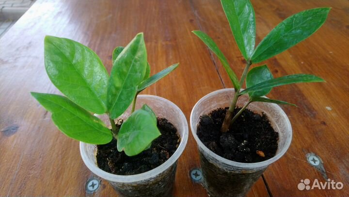 Замиокулькас