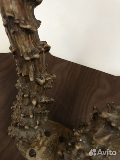 Рога косули