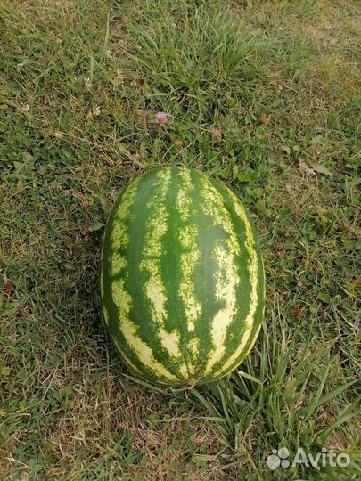 Арбузы оптом