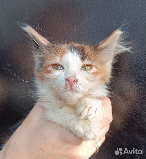 Котёнок девочка стерилизованная в добрые руки