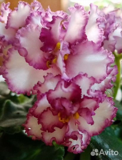 Фиалки махровые