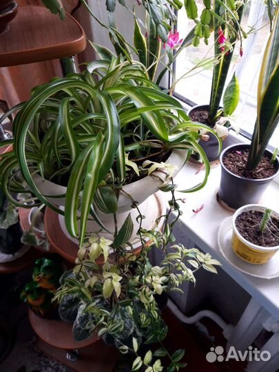 Хлорофитум и традесканции уличные и домашние