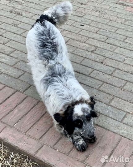 Спаниэль метис