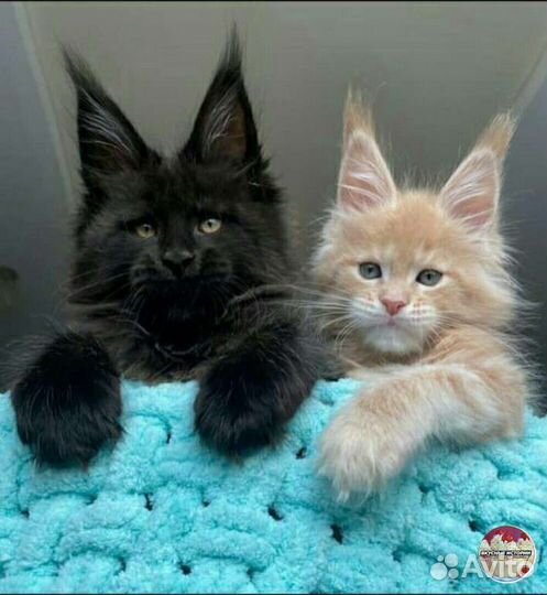 Репетитор по математике и физике