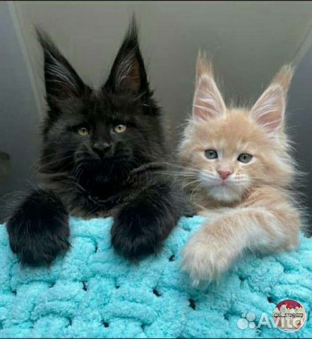 Репетитор по математике и физике