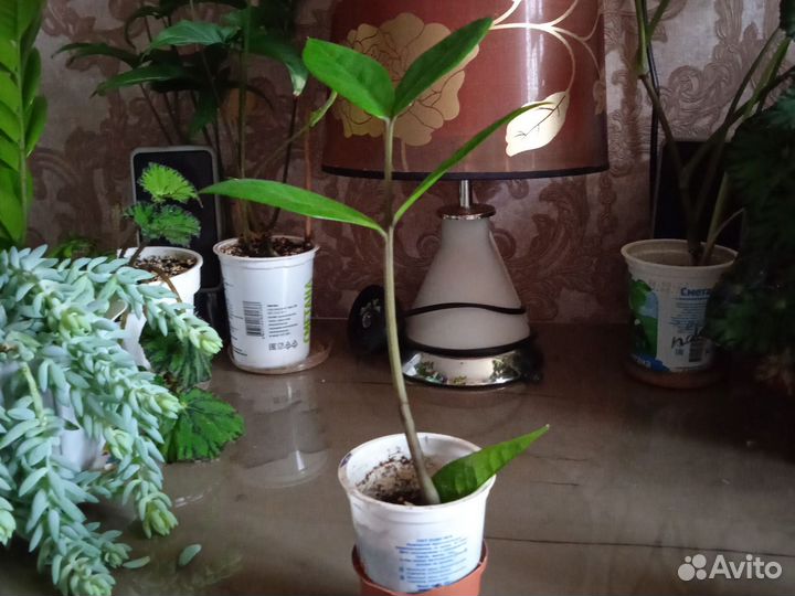 Замиокулькас