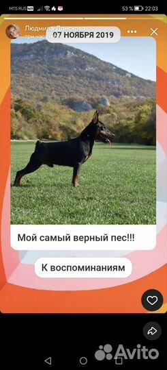 Щенки цвергпинчера