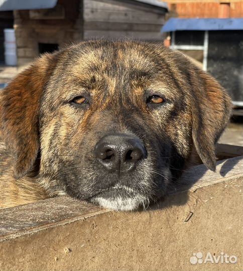 Пес Тигра ищет дом, собака в добрые руки