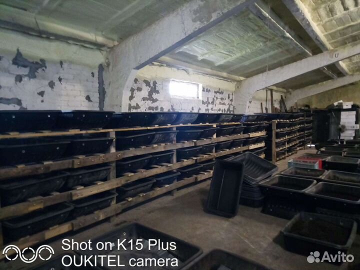 Черви дендробена в Астрахань