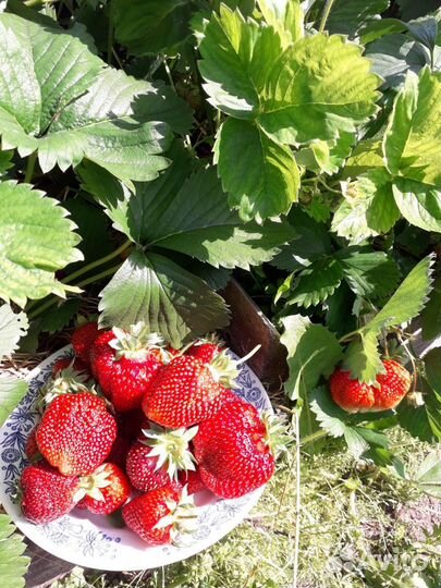 Рассада клубники