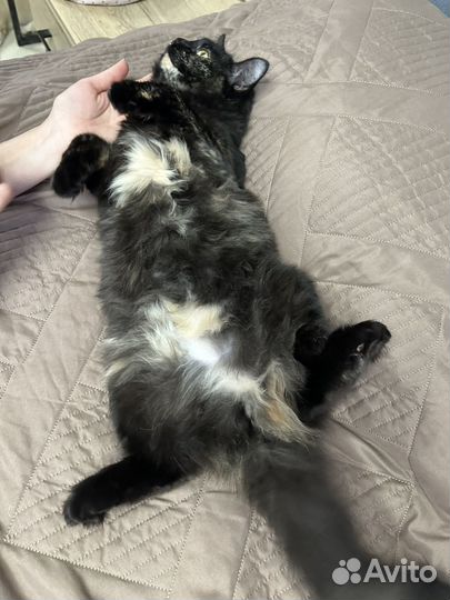 Юная трехшерстная ласковая кошка