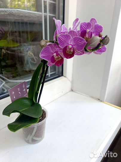 Орхидея фаленопсис мини