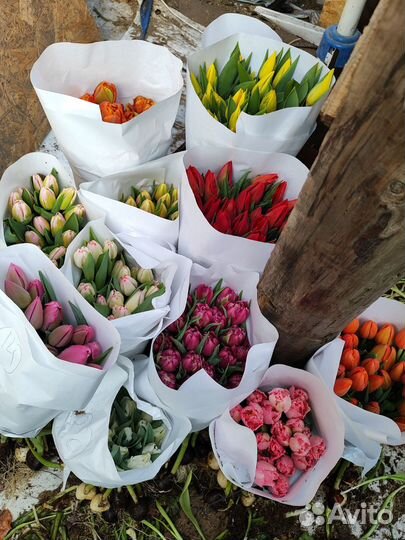 Детки тюльпанов