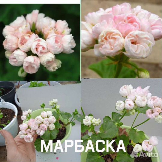 Пеларгония герань