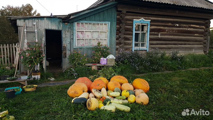 Тыква огромная украшение