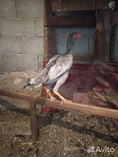 Бойцовые петухи