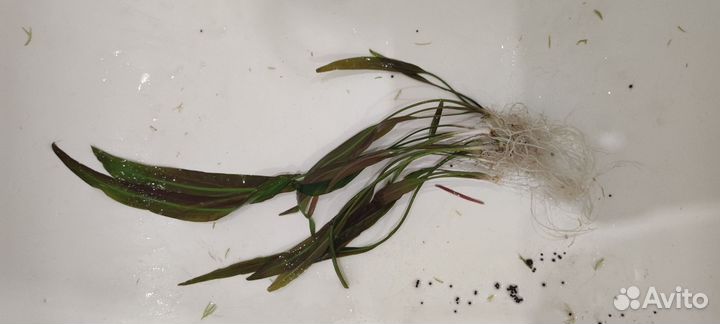 Криптокорина, валлиснерия, роголистник