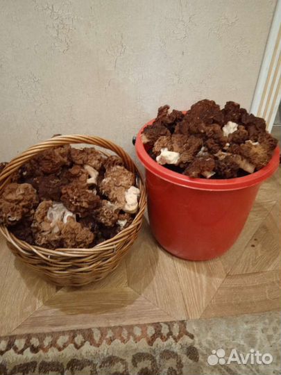 Сморчки и строчки свежие