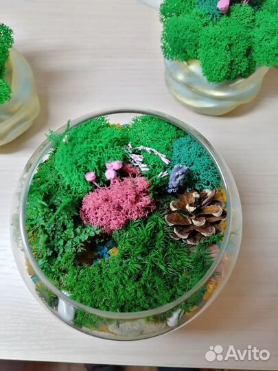 Моссариум, подарок