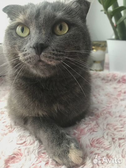 Кошки в добрые руки бесплатно