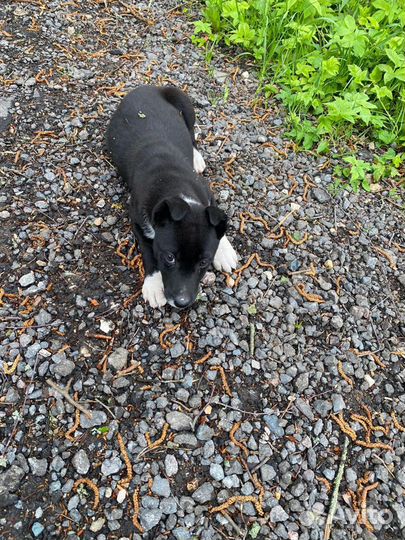 Щенок в добрые руки