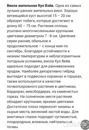 Виола ампельная гибридная Кул Вэйв