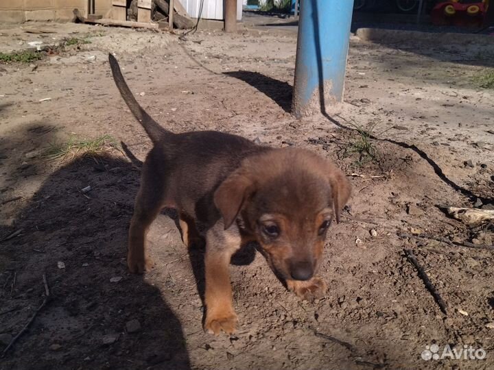 Щенята в добрые руки